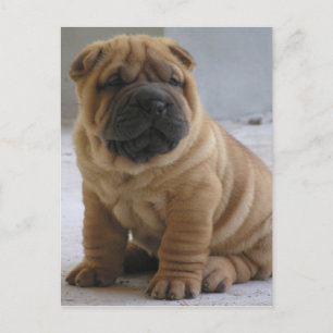 Chinese Shar Pei Briefkaart