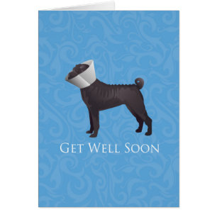 Chinese Shar Pei krijgt binnenkort een Hondenras k