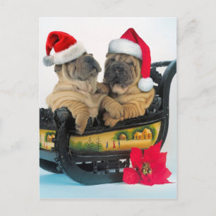 Chinese Shar pei met x-mas-petten Briefkaart