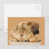 Chinese Shar-pei Puppy Dog Briefkaart (Voorkant / Achterkant)