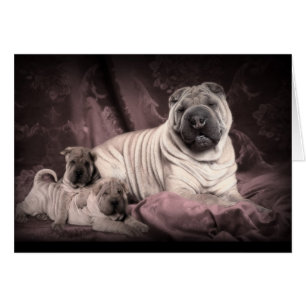  Chinese Shar Pei Wrinkles, puppy Dogs