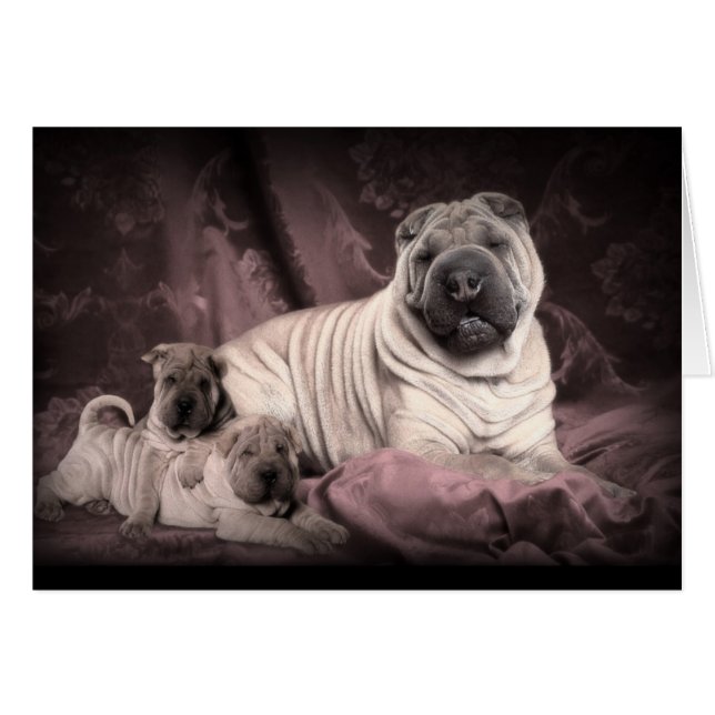 Chinese Shar Pei Wrinkles, puppy Dogs (Voorkant Horizontaal)