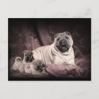 Chinese Shar Pei Wrinkles, puppy Dogs Briefkaart