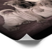 Chinese Shar Pei Wrinkles, puppy Dogs Poster (Hoek)