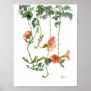 Chinese Trompetklimmer Watercolor Wenskaart Poster