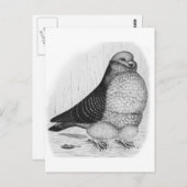 Chinese Uil Duif Inkt Tekening Briefkaart (Voorkant / Achterkant)