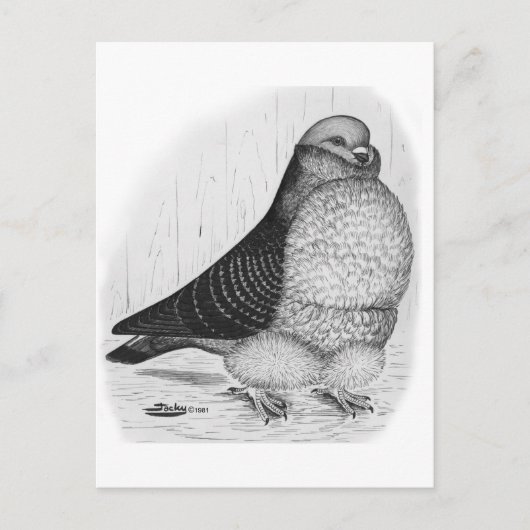 Chinese Uil Duif Inkt Tekening Briefkaart (Voorkant)