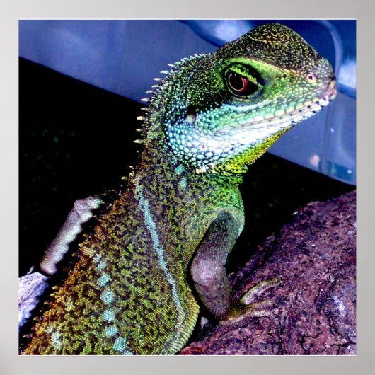 Chinese waterdraak poster (Voorkant)