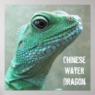 Chinese waterdraak poster