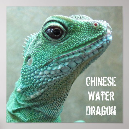 Chinese waterdraak poster (Voorkant)