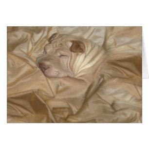 Chinois Shar Pei camouflé dans les rides