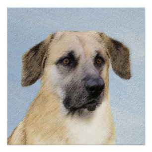 Chinook (Dropped Ears) schilderen - Oorspronkelijk Perfect Poster