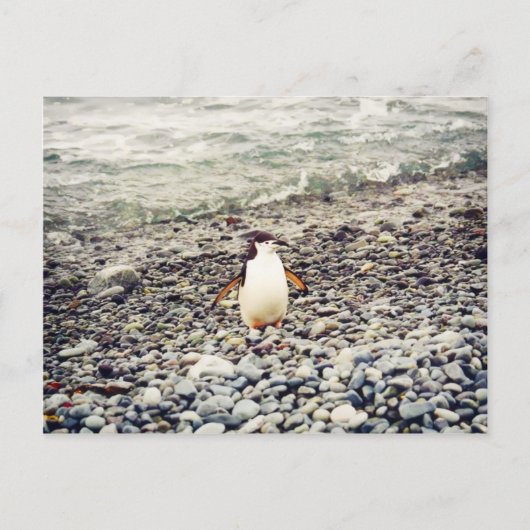 Chinstrap Penguin, briefkaart (Voorkant)