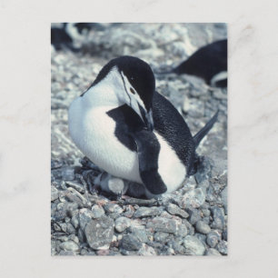 Chinstrap Penguin Briefkaart