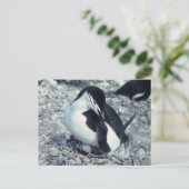 Chinstrap Penguin Briefkaart (Staand voorkant)