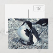Chinstrap Penguin Briefkaart (Voorkant / Achterkant)