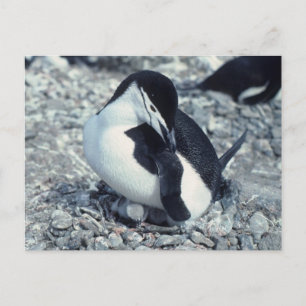 Chinstrap Penguin Briefkaart