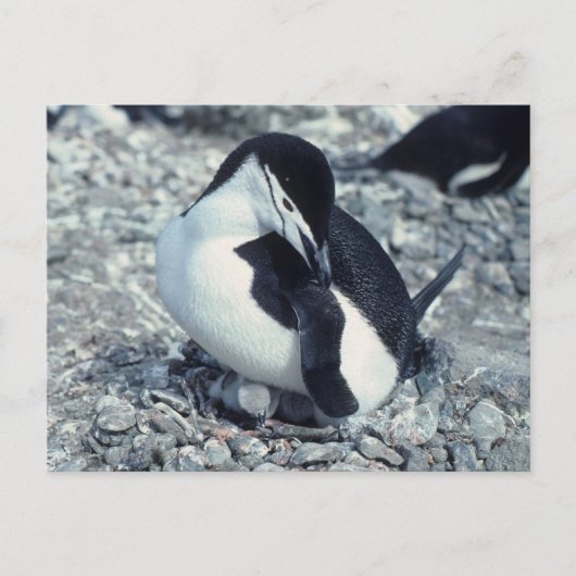 Chinstrap Penguin Briefkaart (Voorkant)