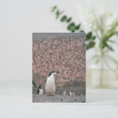 Chinstrap Penguin Briefkaart (Staand voorkant)