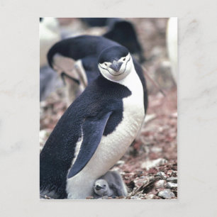 Chinstrap Penguin, Manchot? jugulaire (Pygosceli) Briefkaart