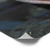 Chinstrap Penguin Poster (Hoek)