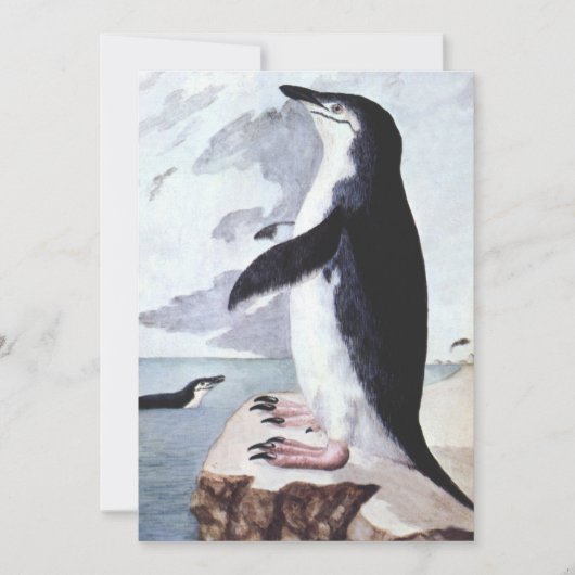  Chinstrap Penguin, vogels uit Antarctica (Voorkant)