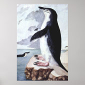 Chinstrap Penguin, vogels uit Antarctica Poster (Voorkant)