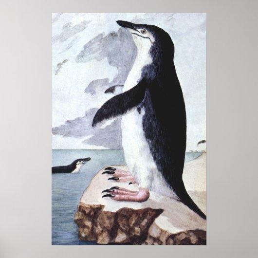 Chinstrap Penguin, vogels uit Antarctica Poster (Voorkant)