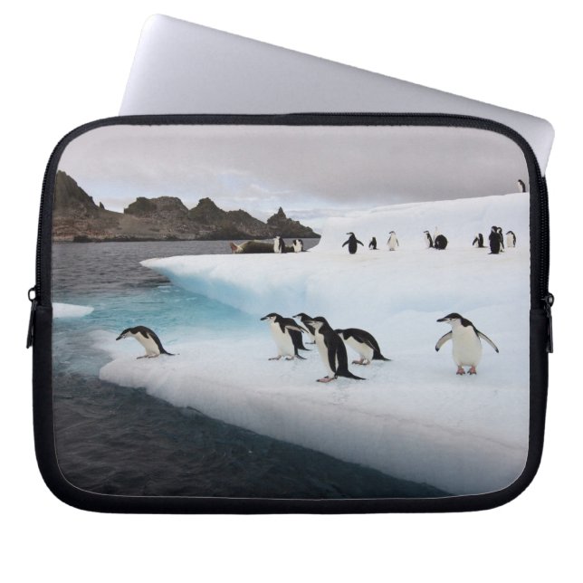 Chinstrap Penguins Laptop Sleeve (Voorkant)
