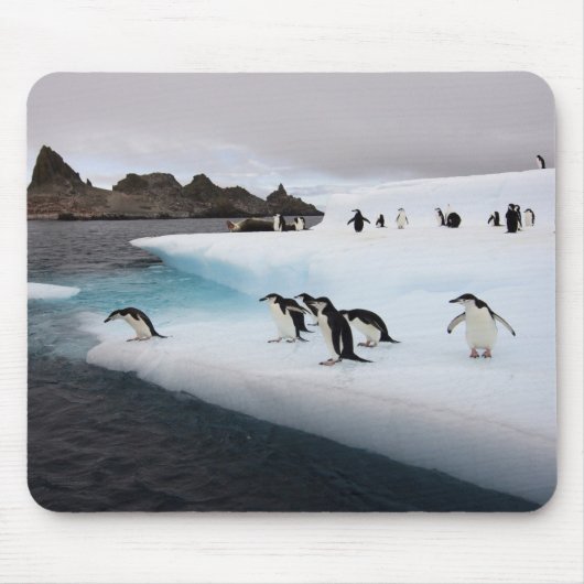 Chinstrap Penguins Muismat (Voorkant)