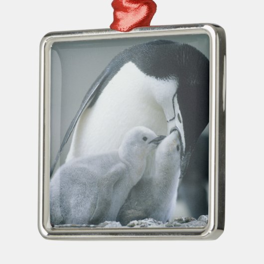 Chinstrap Penguins, Pygoscelis antarctica), Metalen Ornament (Links)