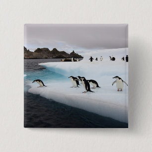 Chinstrap Penguins Vierkante Button 5,1 Cm