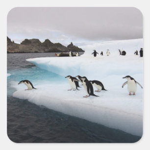 Chinstrap Penguins Vierkante Sticker