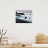 chinstrap pinguïns, Pygoscelis antarctica, 2 Poster (Keuken)