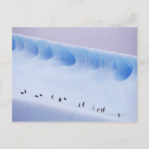 Chinstrap Pinguïns   Zuidelijke Orkney-eilanden Briefkaart