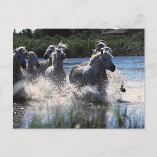 Chintoteague Ponies Crossing Channel Briefkaart (Voorkant)