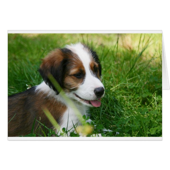 Chiot (Devant horizontal)