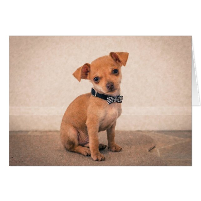 Chiot (Devant horizontal)