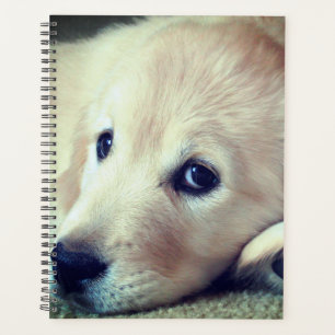 Chiot