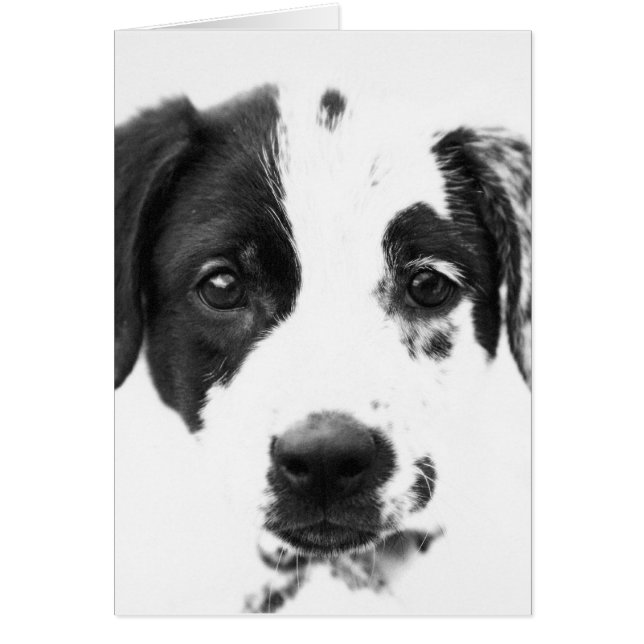 Chiot (Devant)