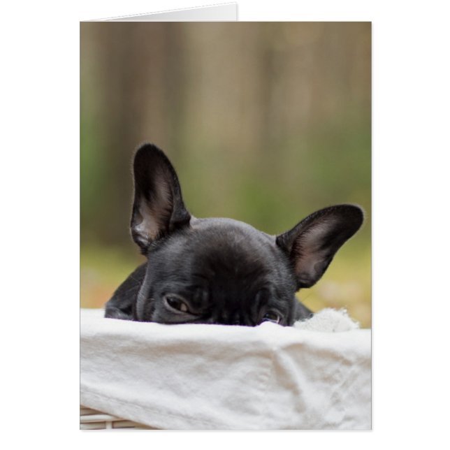 chiot à la recherche (Devant)