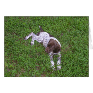 Chiot à pointer germanique dans l'herbe