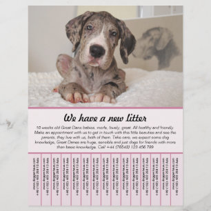 chiot à vendre prospectus modèles