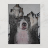 chiot à vendre prospectus modèles (Dos)