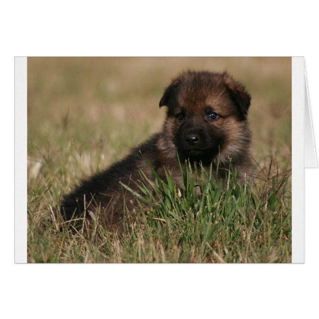 Chiot allemand "The Lookout" (Devant horizontal)