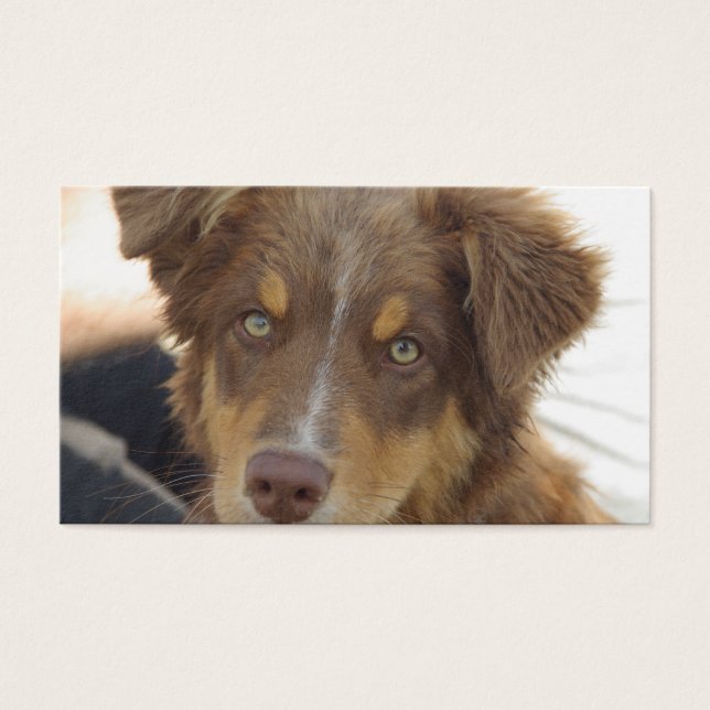 chiot Aussie rouge tricolore (Devant)