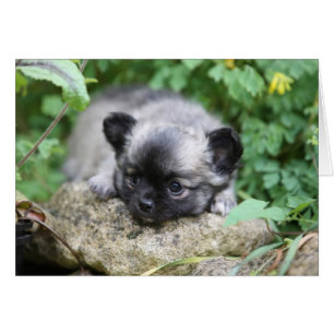 Chiot aux cheveux longs de chiwawa