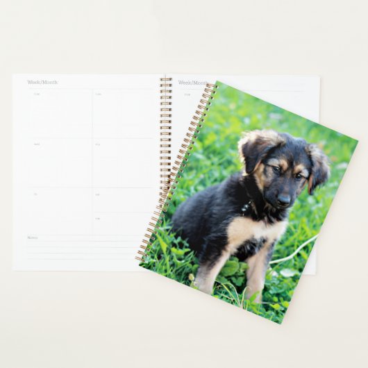 Chiot berger allemand (Devant avec enveloppe)