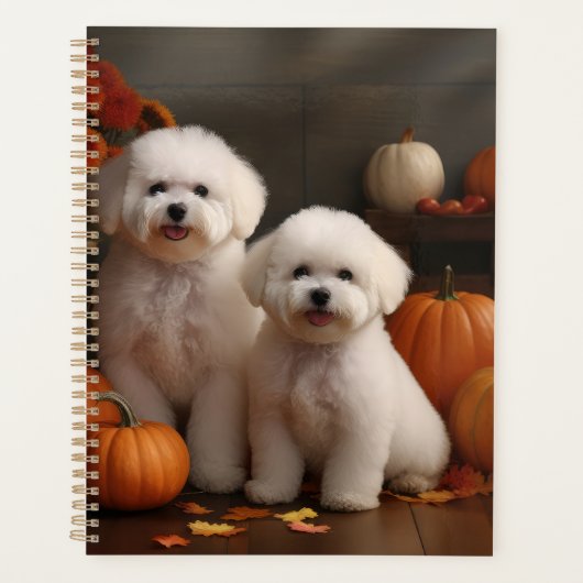 Chiot Bichon Frise Délice d'Automne Citrouille (Devant)