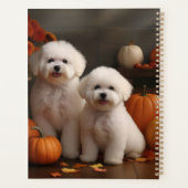 Chiot Bichon Frise Délice d'Automne Citrouille (Dos)